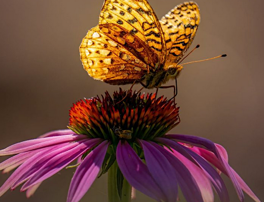 Small Steps: How and Why to Grow Heirloom Echinacea Coneflowers to Increase Chances for Pollinator Habitats and Everday Natural Beauty