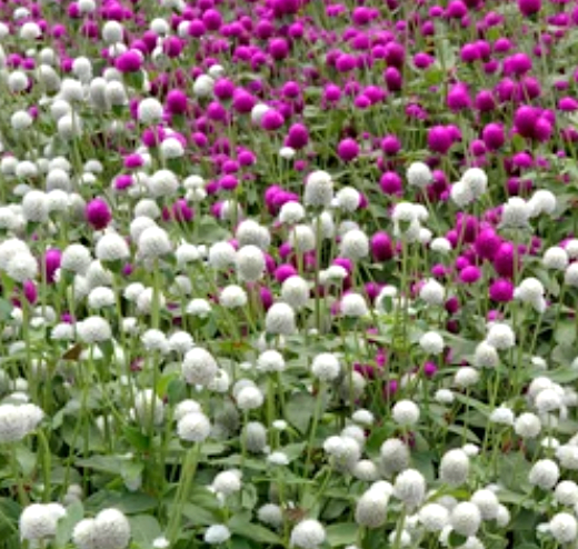 White Globe Amaranth flower seeds (gomphrena globosa) - Untreated Open Pollinated - Fresh and Dried flower