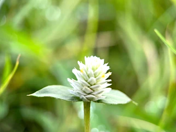 White Globe Amaranth flower seeds (gomphrena globosa) - Untreated Open Pollinated - Fresh and Dried flower