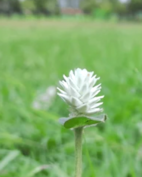 White Globe Amaranth flower seeds (gomphrena globosa) - Untreated Open Pollinated - Fresh and Dried flower