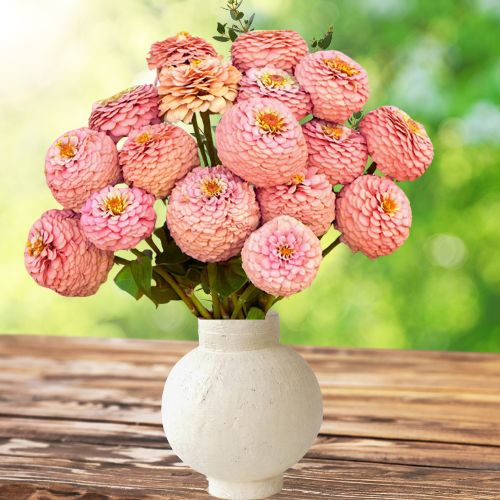 Oklahoma Salmon Zinnia flower seeds