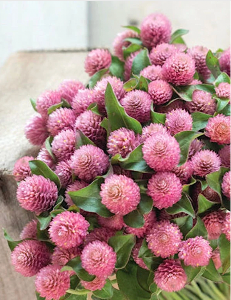 Raspberry Cream Globe Amaranth flower seeds (gomphrena globosa) - Untreated Open Pollinated - Fresh and Dried flower