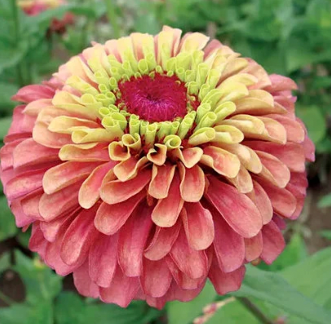 Queeny Red Lime Zinnia seeds