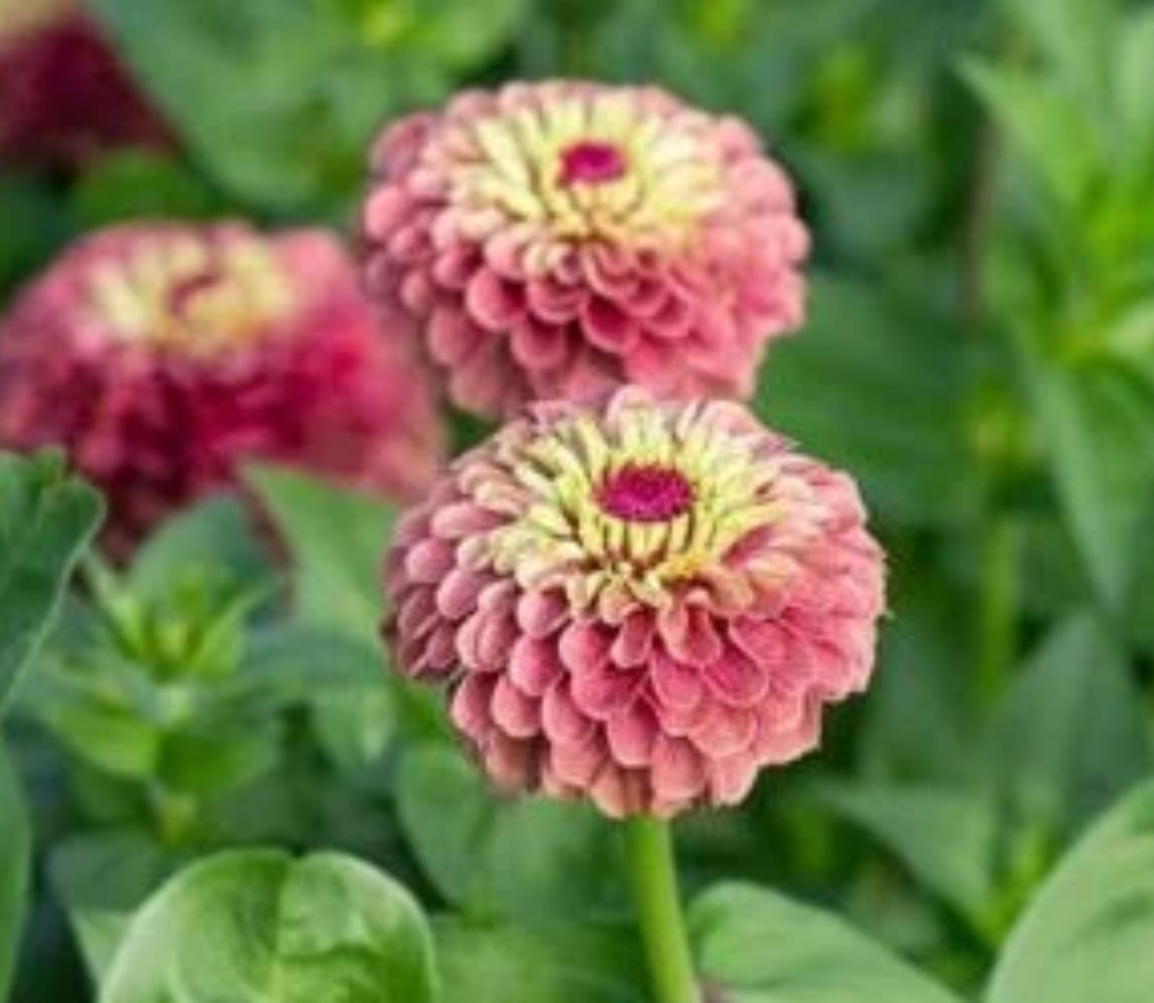 Queeny Red Lime Zinnia seeds