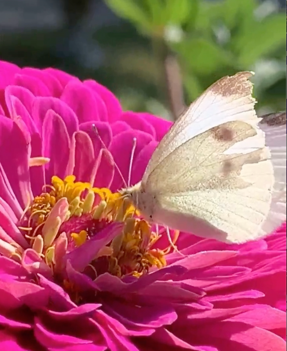 Benarys Giant Carmine Rose Zinnia seeds