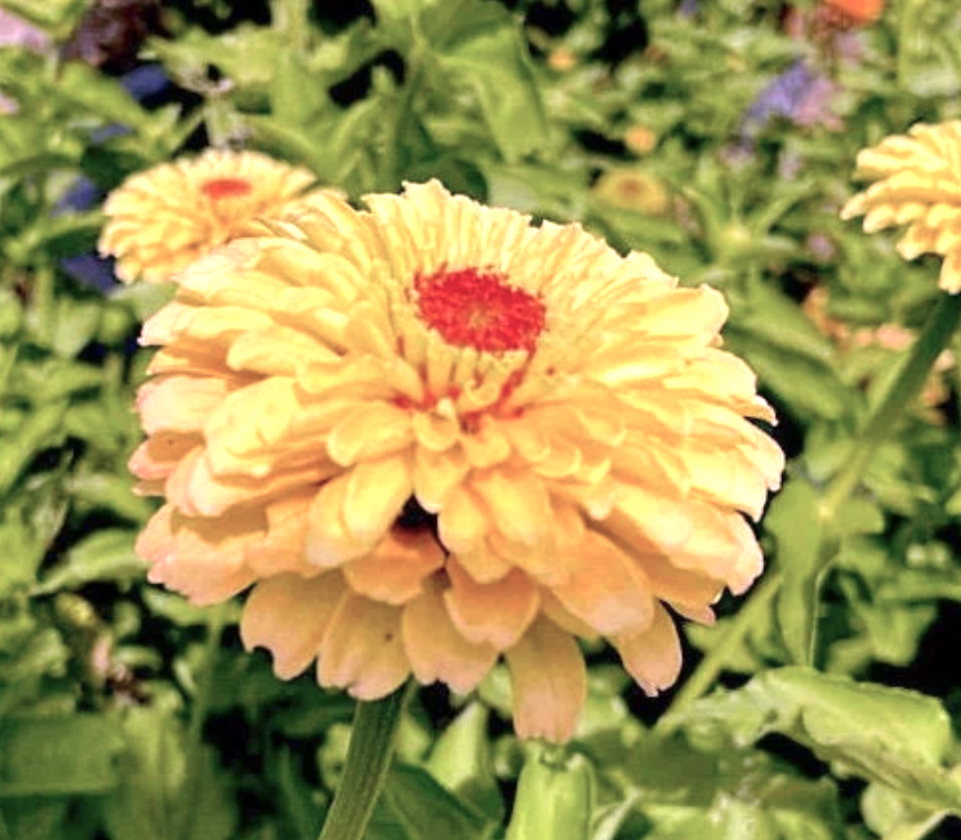 Queeny Lemon Peach Zinnia Flower seeds