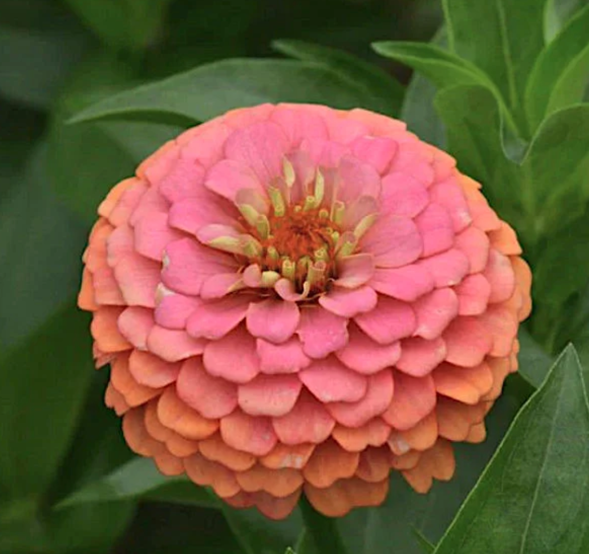 Zinnia Flower seeds, Oklahoma Salmon