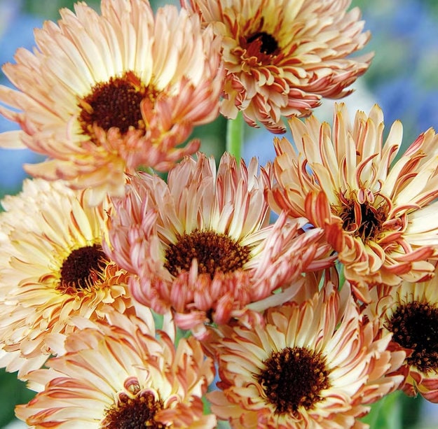 Touch of Red Buff Calendula Flower seeds - Drought tolerant, Long Stem, Cut Dry or Fresh Flower for Bouquets