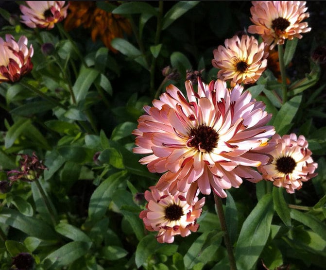 Touch of Red Buff Calendula Flower seeds - Drought tolerant, Long Stem, Cut Dry or Fresh Flower for Bouquets