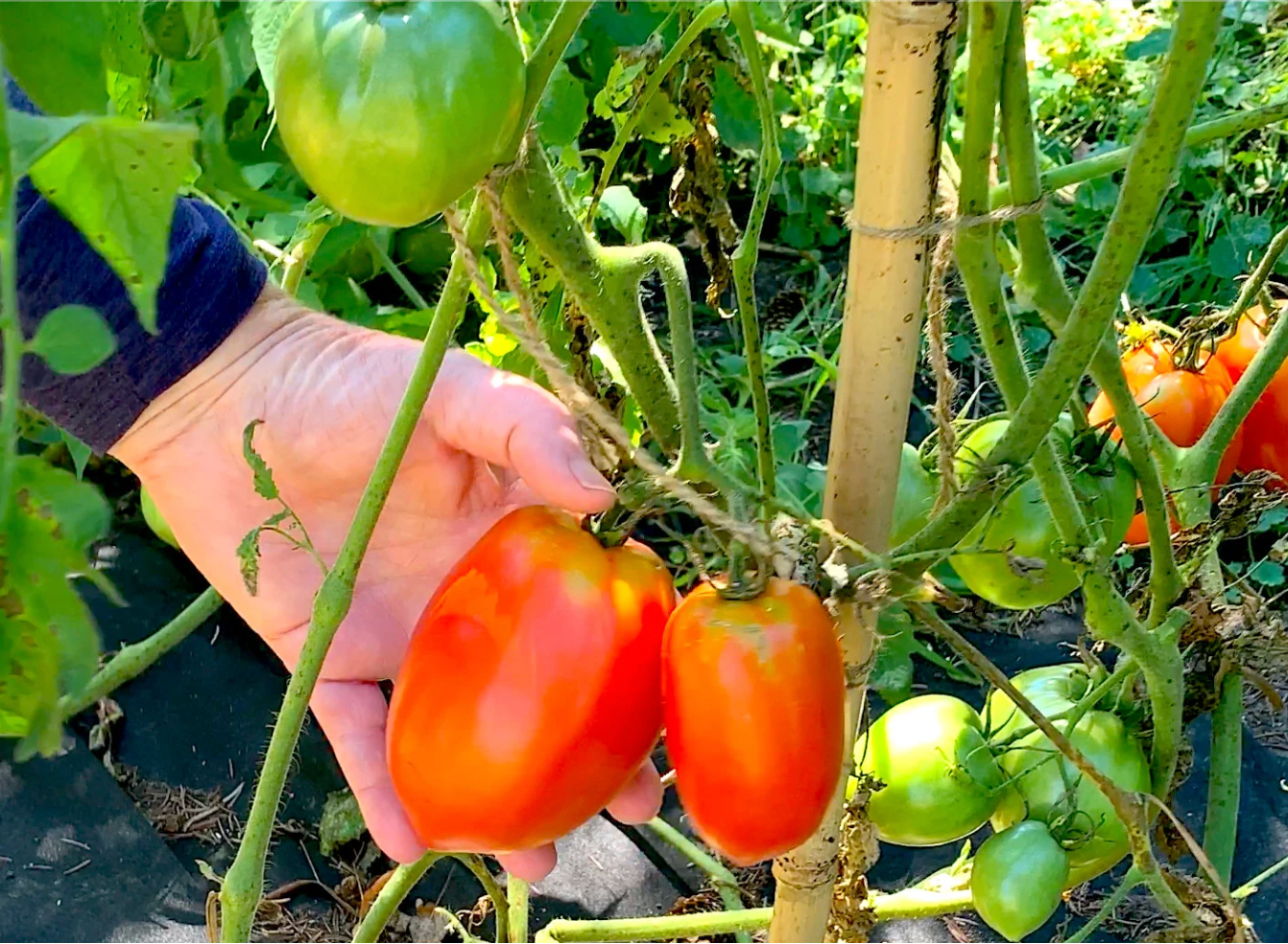 Heirlooms Tomato Seeds