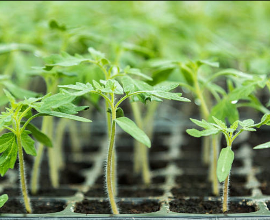 Organic Heirloom Seedlings and Garden Plants