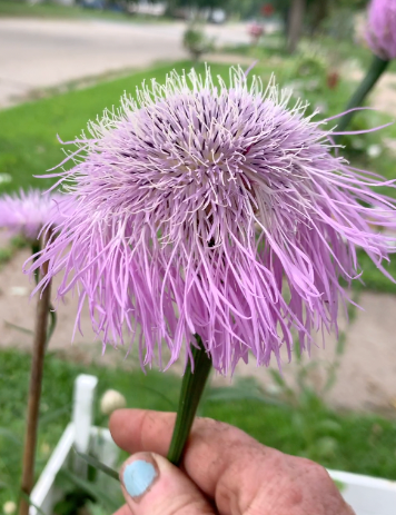 American Basketflower - heirloom for the garden