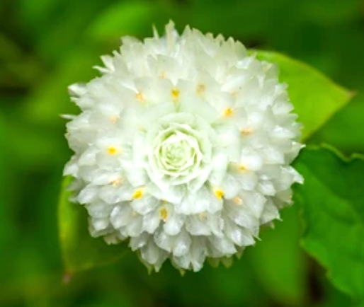 White Globe Amaranth flower seeds (gomphrena globosa) - Untreated Open Pollinated - Fresh and Dried flower