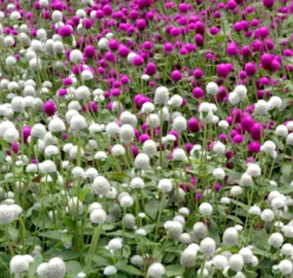 White Globe Amaranth flower seeds (gomphrena globosa) - Untreated Open Pollinated - Fresh and Dried flower