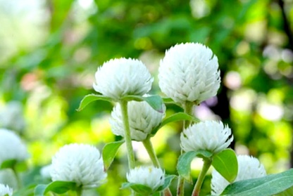 White Globe Amaranth flower seeds (gomphrena globosa) - Untreated Open Pollinated - Fresh and Dried flower
