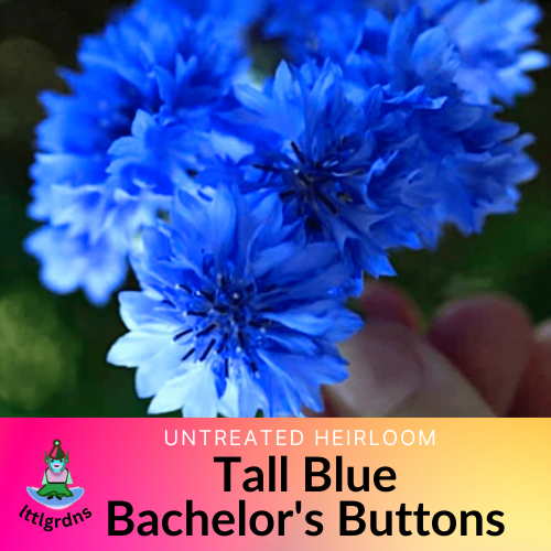 Tall Florist Blue Bachelor Buttons (Centaurea cyanus) Flower Seeds