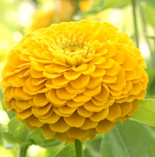 Zinnia Flower seeds, Benarys Giant Golden Yellow