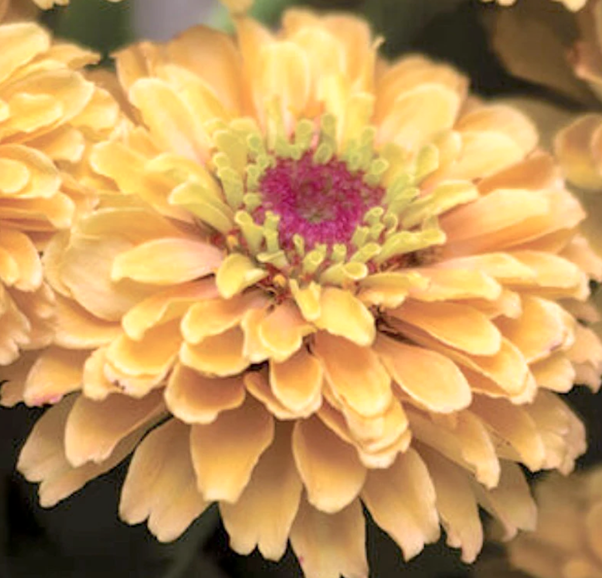 Zinnia Flower seeds, Queeny Lemon Peach