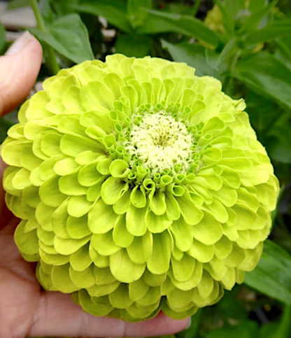 Benarys Giant Lime zinnia seeds