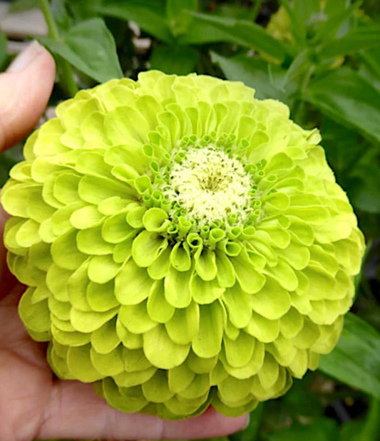Benarys Giant Lime zinnia seeds
