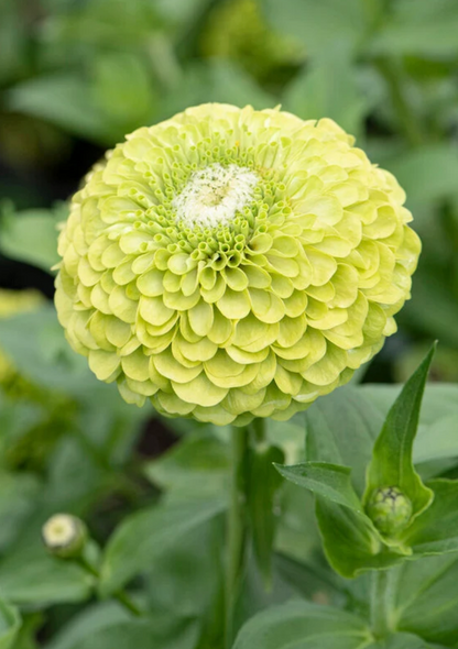 Benarys Giant Lime Zinnia seeds