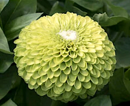 Benarys Giant Lime zinnia seeds