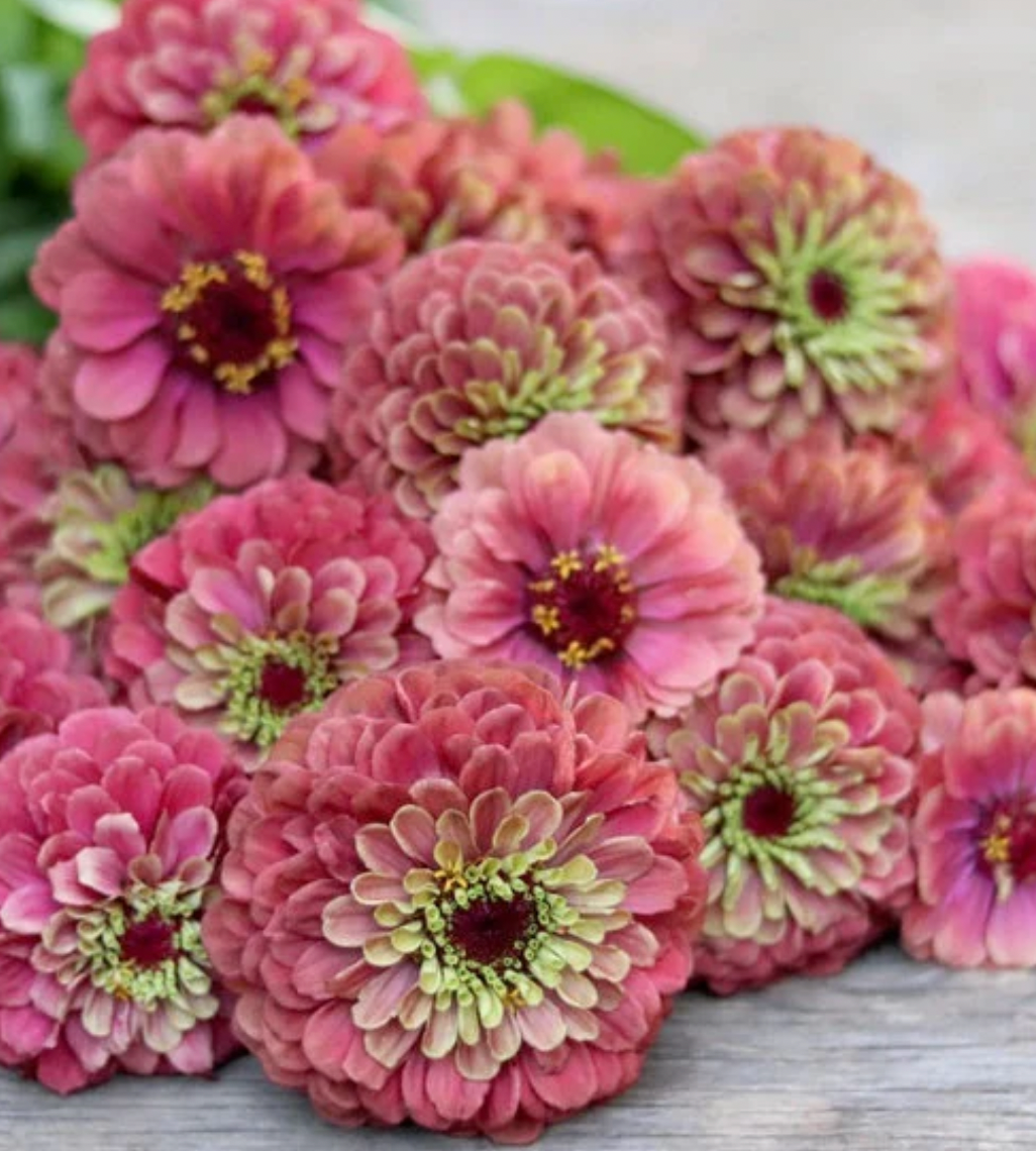Queeny Red Lime Zinnia seeds