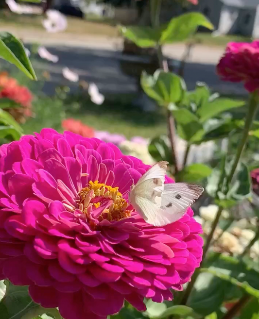 Benarys Giant Carmine Rose Zinnia seeds