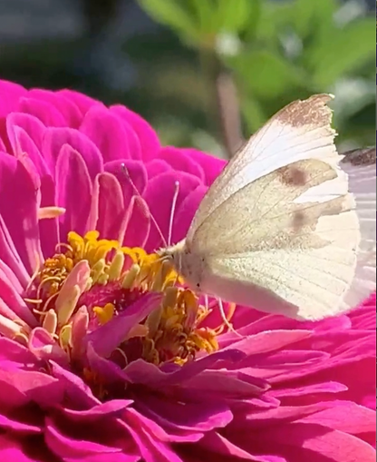 Benarys Giant Carmine Rose Zinnia seeds