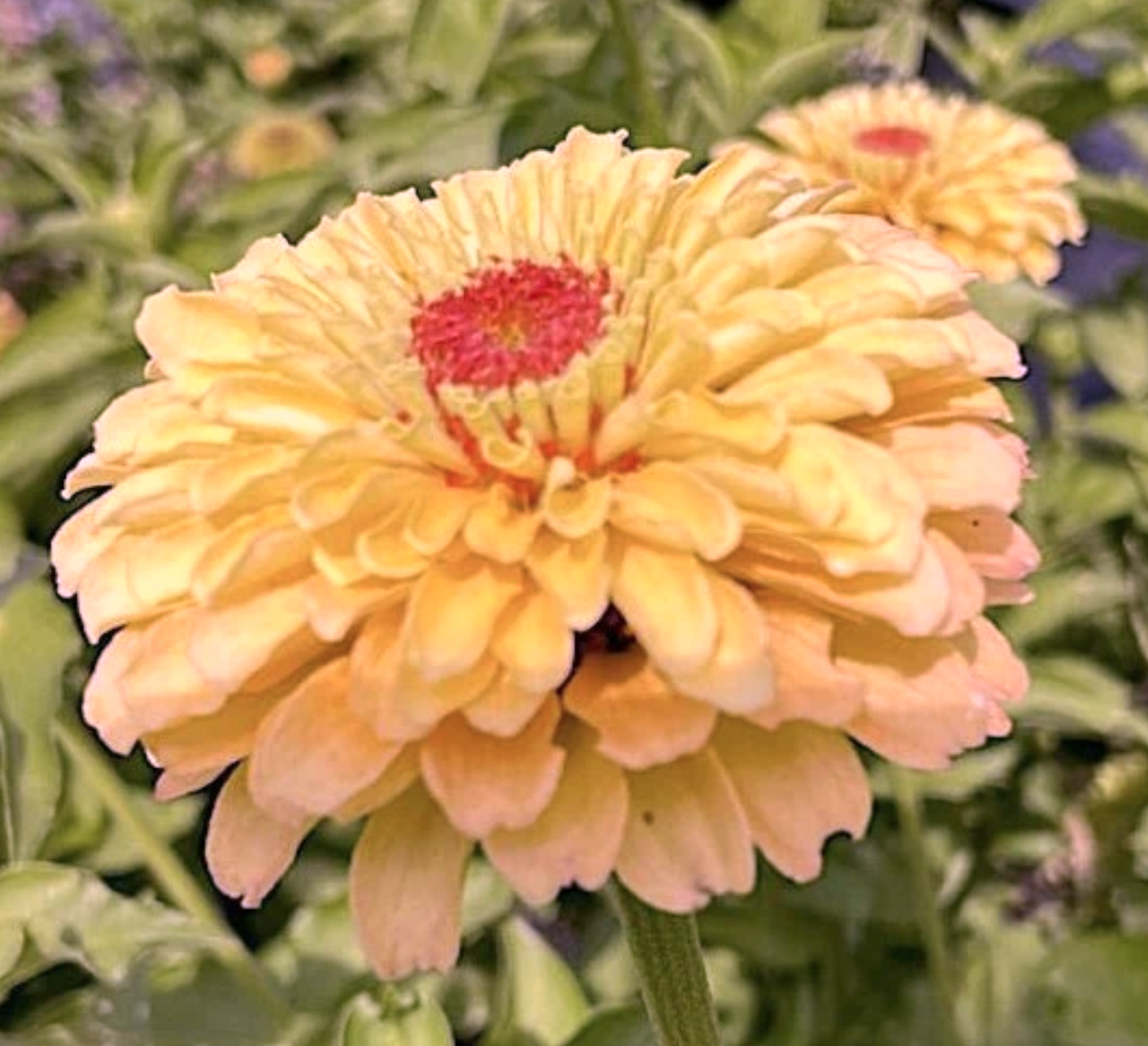 Queeny Lemon Peach flower seeds