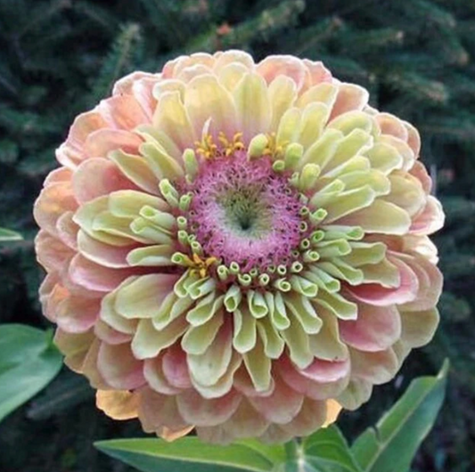 Zinnia Flower seeds, Queeny Lime with Blush