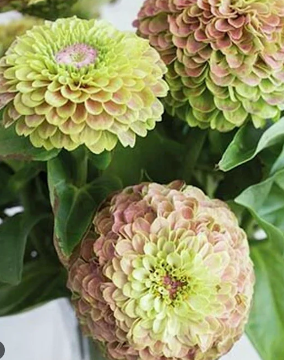 Zinnia Flower seeds, Queeny Lime with Blush