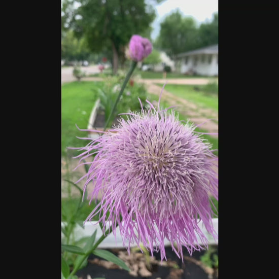 American basketflower seeds - Rosa or Pink variety