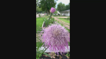 American basketflower seeds - Rosa or Pink variety