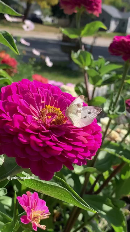 Benarys Giant Carmine Rose Zinnia seeds