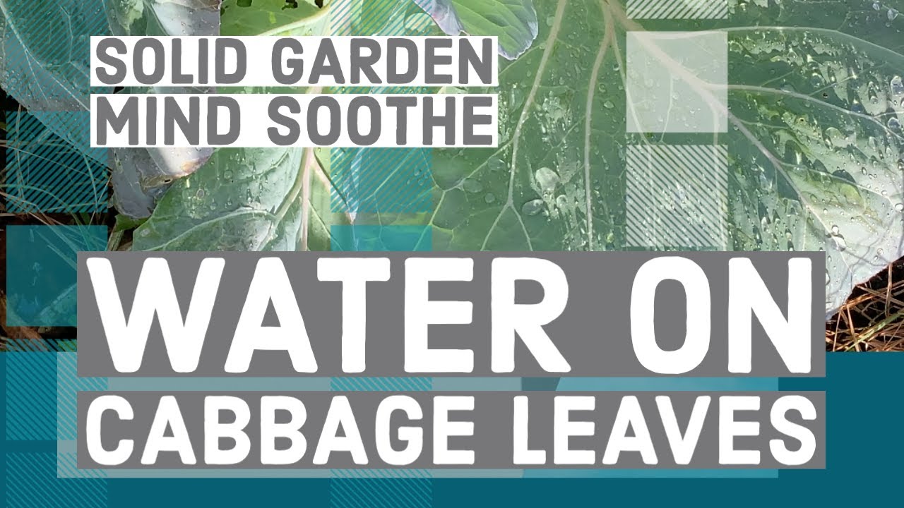 Load video: Sounds of Water on Cabbage Leaves