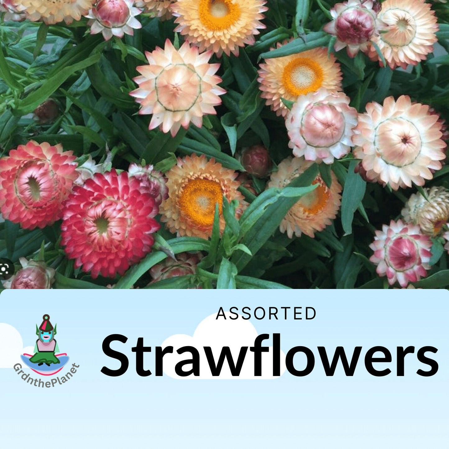 Flower seeds, Tall Strawflower mix