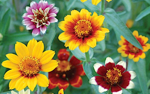 Persian Carpet Zinnia Flower seeds - Untreated Butterfly Lovers, Free Bloomer, Heirloom, Long Bloomers