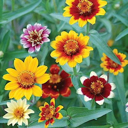 Persian Carpet Zinnia Flower seeds - Untreated Butterfly Lovers, Free Bloomer, Heirloom, Long Bloomers