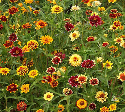 Zinnia flower seeds, Persian Carpet