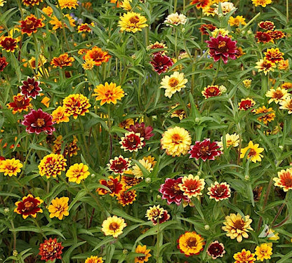 Persian Carpet Zinnia Flower seeds - Untreated Butterfly Lovers, Free Bloomer, Heirloom, Long Bloomers