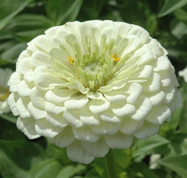 Benarys Giant White zinnia seeds