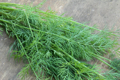 Organic Bouquet Dill seeds - Heirloom Untreated Open Pollinated Herb