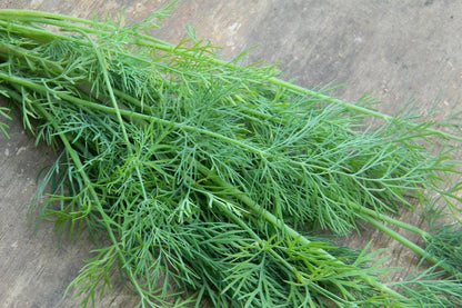 Bouquet Dill herb seeds - Heirloom Untreated Open Pollinated Organically-grown