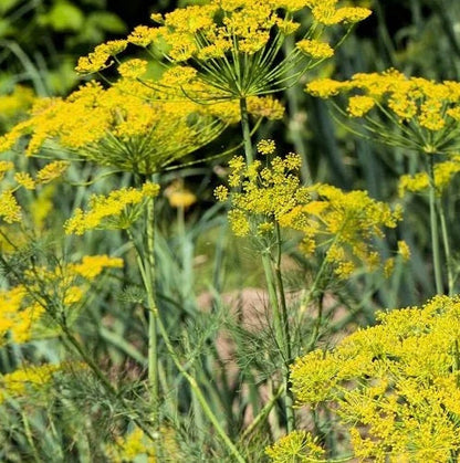 Organic Bouquet Dill seeds - Heirloom Untreated Open Pollinated Herb