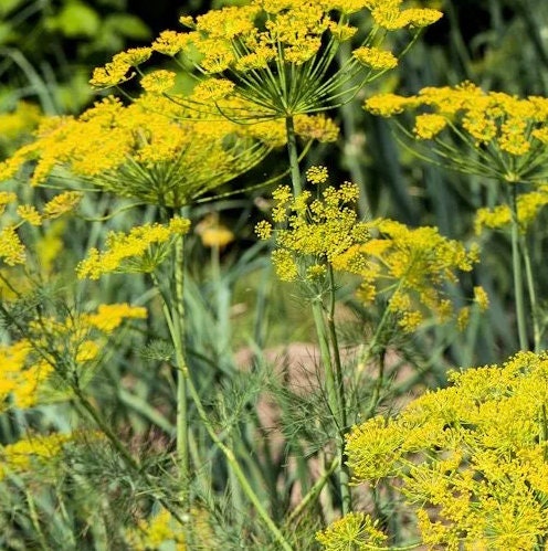 Bouquet Dill herb seeds - Heirloom Untreated Open Pollinated Organically-grown