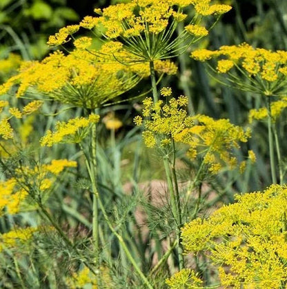 Bouquet Dill herb seeds - Heirloom Untreated Open Pollinated Organically-grown