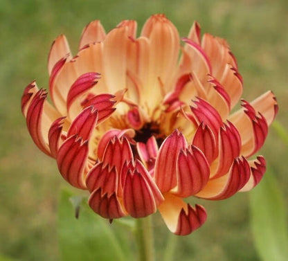 Touch of Red Buff Calendula Flower seeds - Drought tolerant, Long Stem, Cut Dry or Fresh Flower for Bouquets
