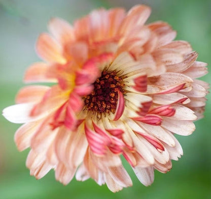 Touch of Red Buff Calendula Flower seeds - Drought tolerant, Long Stem, Cut Dry or Fresh Flower for Bouquets