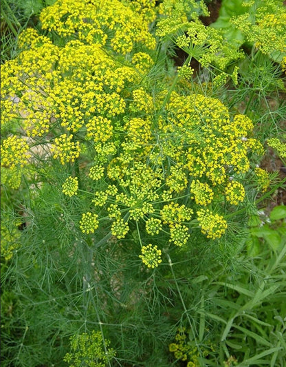 Bouquet Dill herb seeds - Heirloom Untreated Open Pollinated Organically-grown